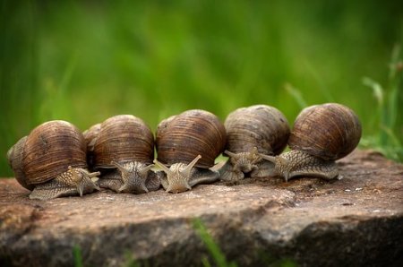 Snail farming business and make money