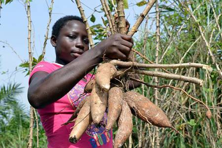 Cassava farming business